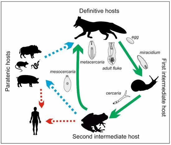 Foods 10 01614 g003 550