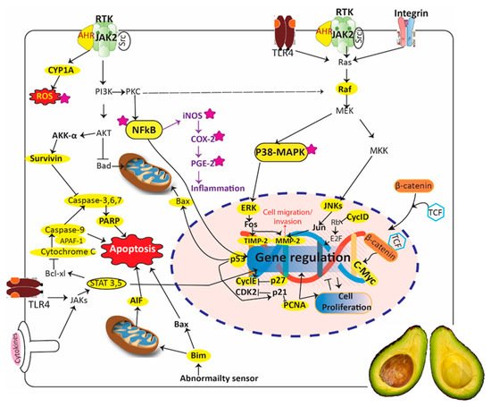 Antioxidants 08 00426 g009 550