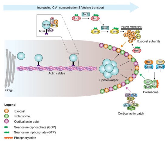 Pathogens 10 00859 g005 550
