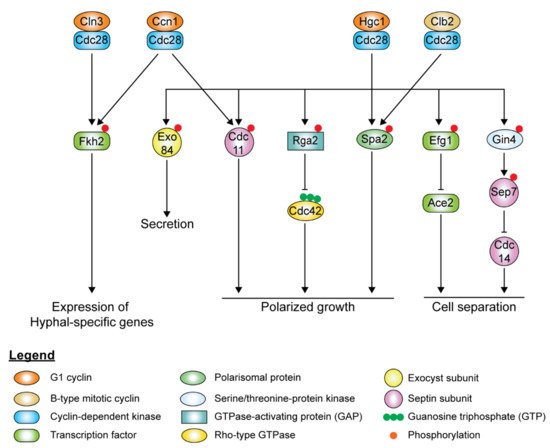 Pathogens 10 00859 g006 550