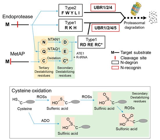 Ijms 22 08323 g001 550