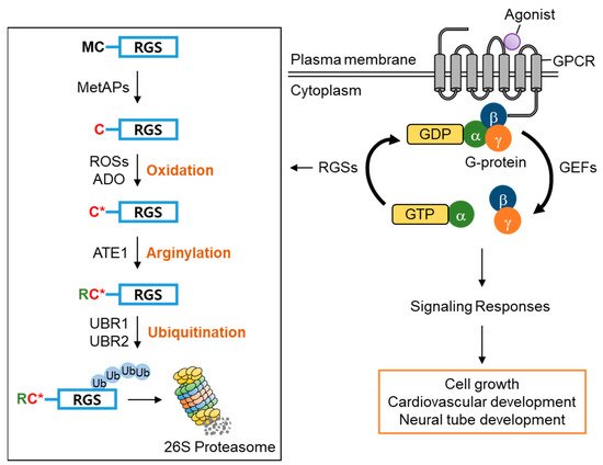Ijms 22 08323 g007 550