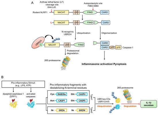 Ijms 22 08323 g010 550
