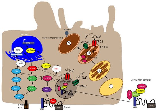 Biomolecules 11 01021 g001 550