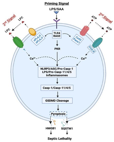 Cells 10 02220 g001 550