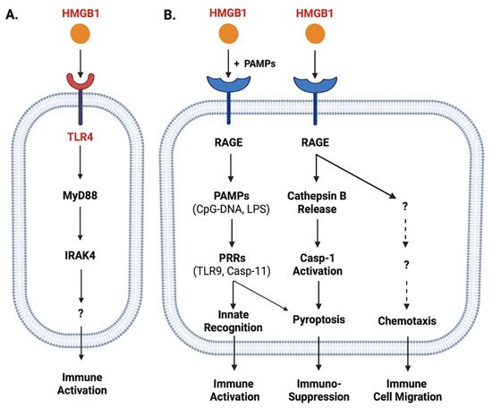 Cells 10 02220 g002 550