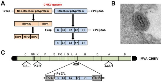 Biomedicines 09 01122 g001 550