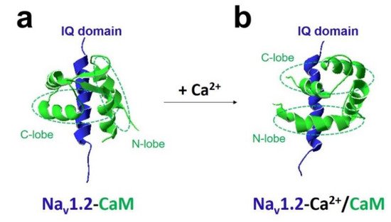 Ijms 22 09798 g003 550