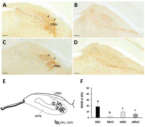 Ijms 22 09906 g004 550