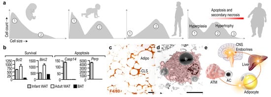 Cells 10 02288 g001 550