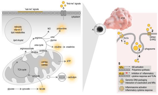 Cells 10 02288 g002 550