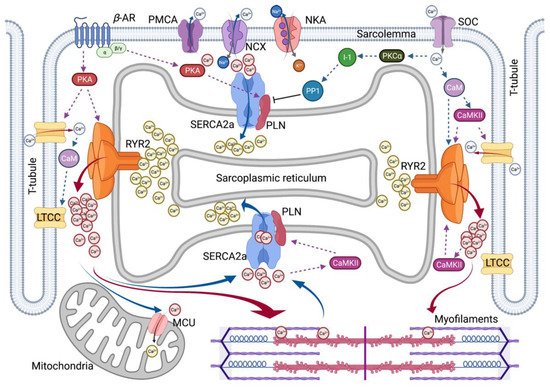 Ijms 22 10582 g001 550