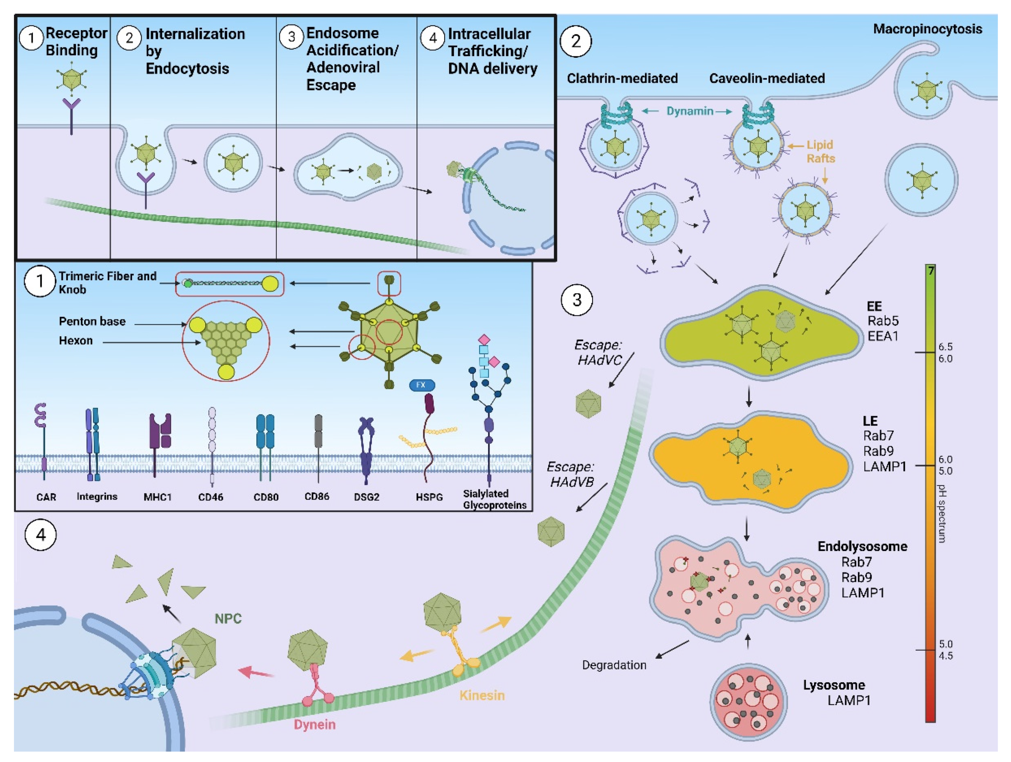 Pharmaceutics 13 01585 g001