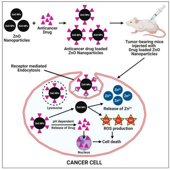 Pharmaceutics 13 01662 g008 550