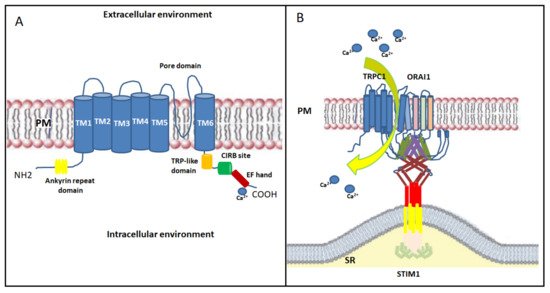 Cells 10 02722 g003 550