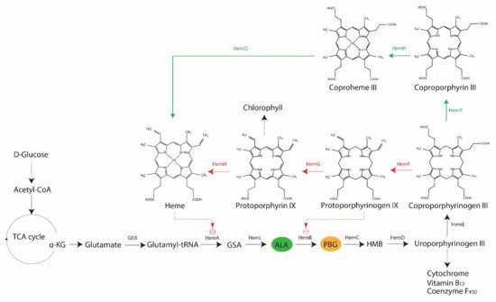 Ijms 22 10452 g002 550