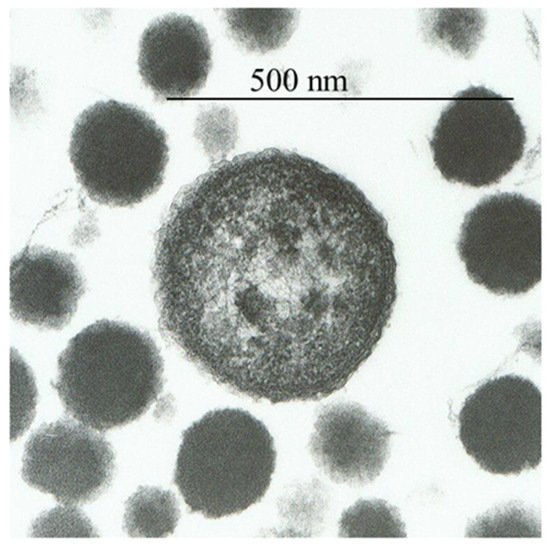 Biomolecules 11 01574 g001 550