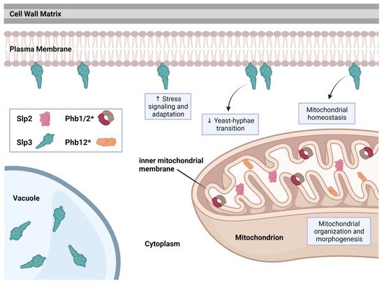 Microorganisms 09 02287 g002 550