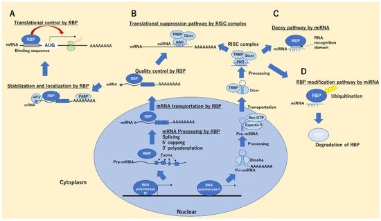 Ijms 22 12303 g001 550