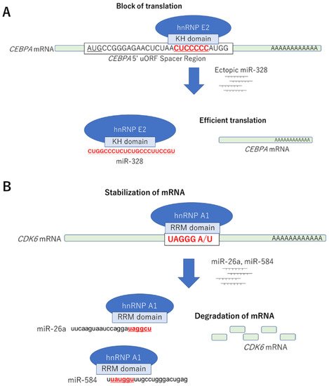 Ijms 22 12303 g002 550