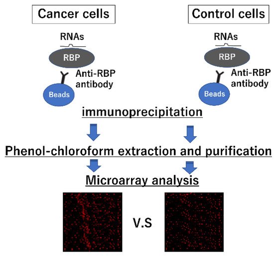 Ijms 22 12303 g003 550
