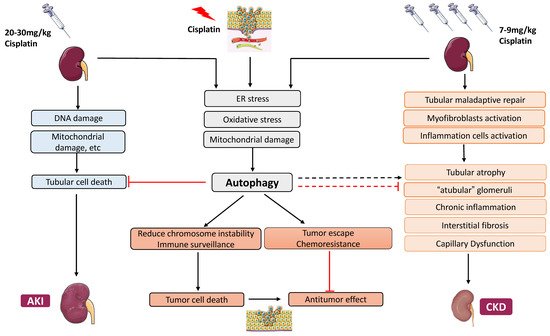 Cancers 13 05618 g003 550