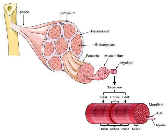 Ijms 22 11587 g001 550