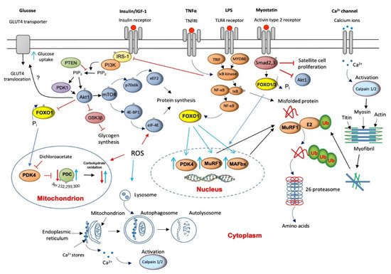 Ijms 22 11587 g002 550