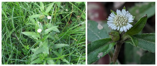 Biomolecules 11 01738 g001 550