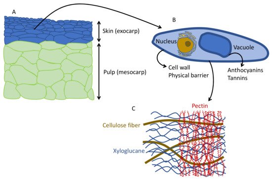 Antioxidants 10 01863 g002 550