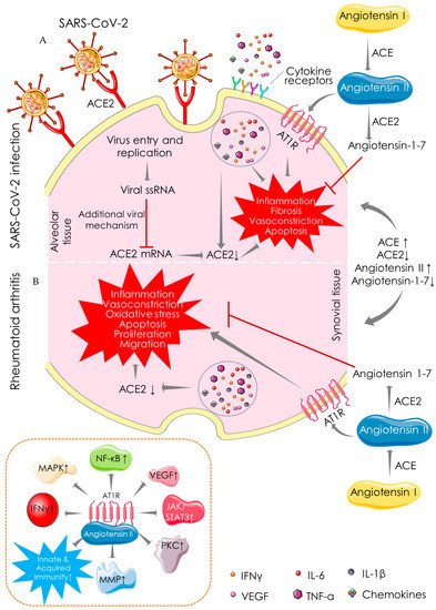 Cells 10 03291 g003 550