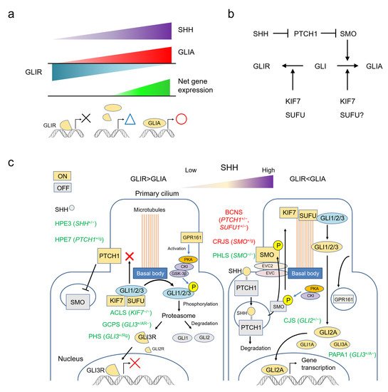 Ijms 22 13060 g001 550