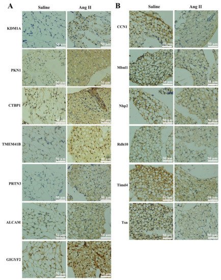 Biomedicines 09 01820 g004 550