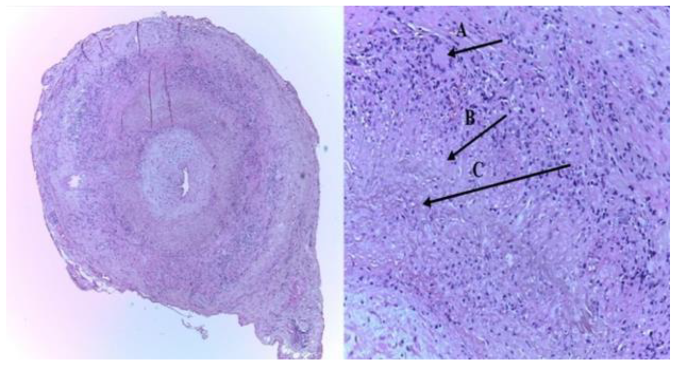 Biomedicines 09 01801 g001
