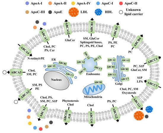 膜 11 00984 g010 550
