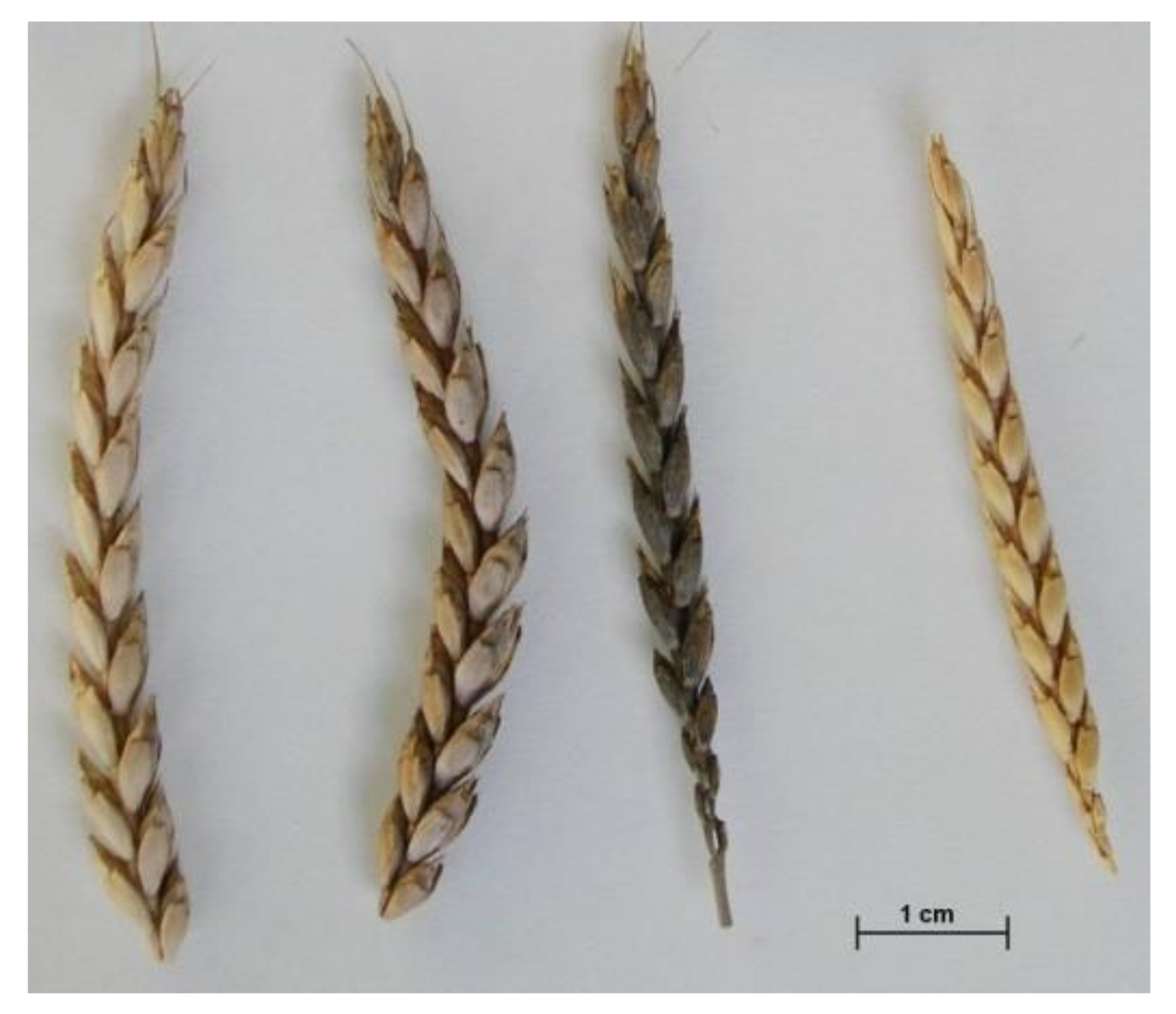 Plants 10 02748 g007