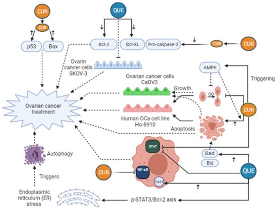 Pharmaceuticals 14 01315 g003 550