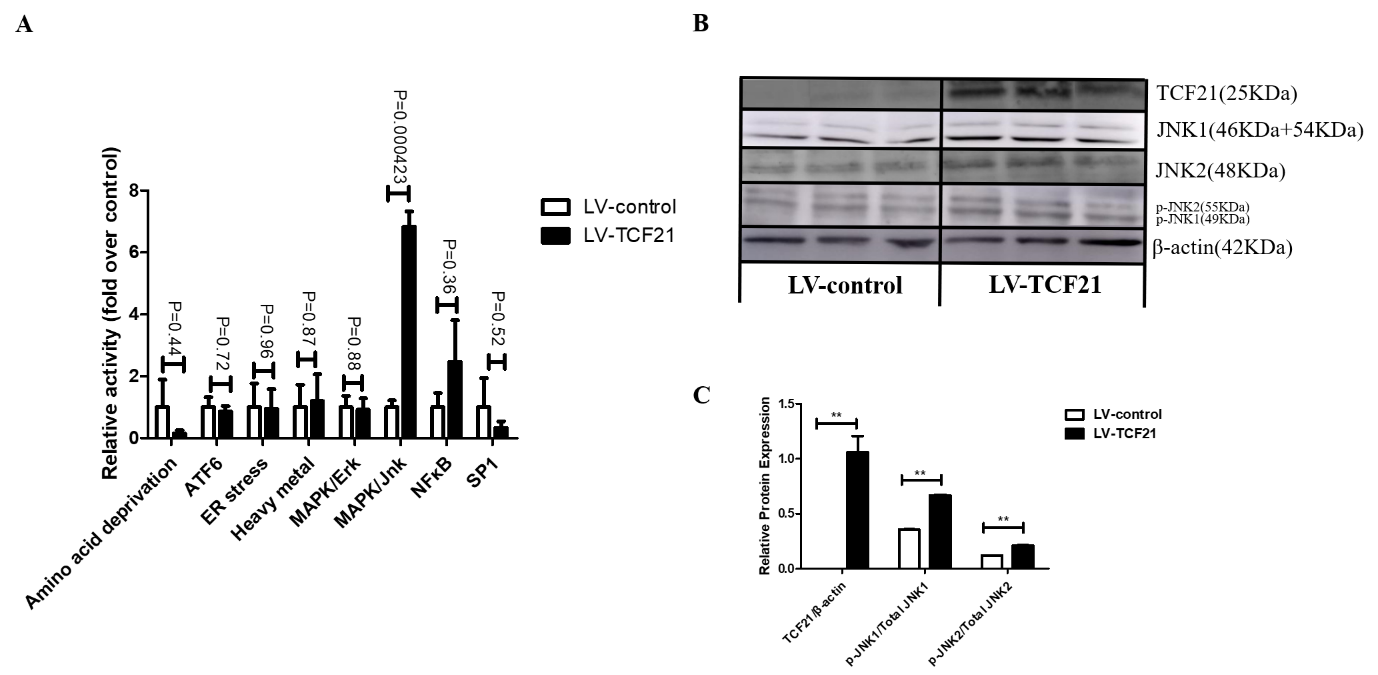 MAPK/JNK Signaling Pathway was activated by TCF21 overexpression. At 24 h post- induction of differentiation, lysates from LV-control and LV-TCF21 cells were collected. (A) A Luciferase activity-based array was used in order to identify those signaling pathways that were responsive to overexpression of TCF21. Graphs are plotted as mean ± SE relative to luciferase activity in LV-control cells from three independent experiments; (B) Images for TCF21, JNK1, JNK2, p-JNK1, p-JNK2 and β-actin expressions in cells by western blotting; (C) Bands intensities were quantified by Image J software. Graphs are plotted as mean ± SE from three independent experiments. ** P < 0.01.