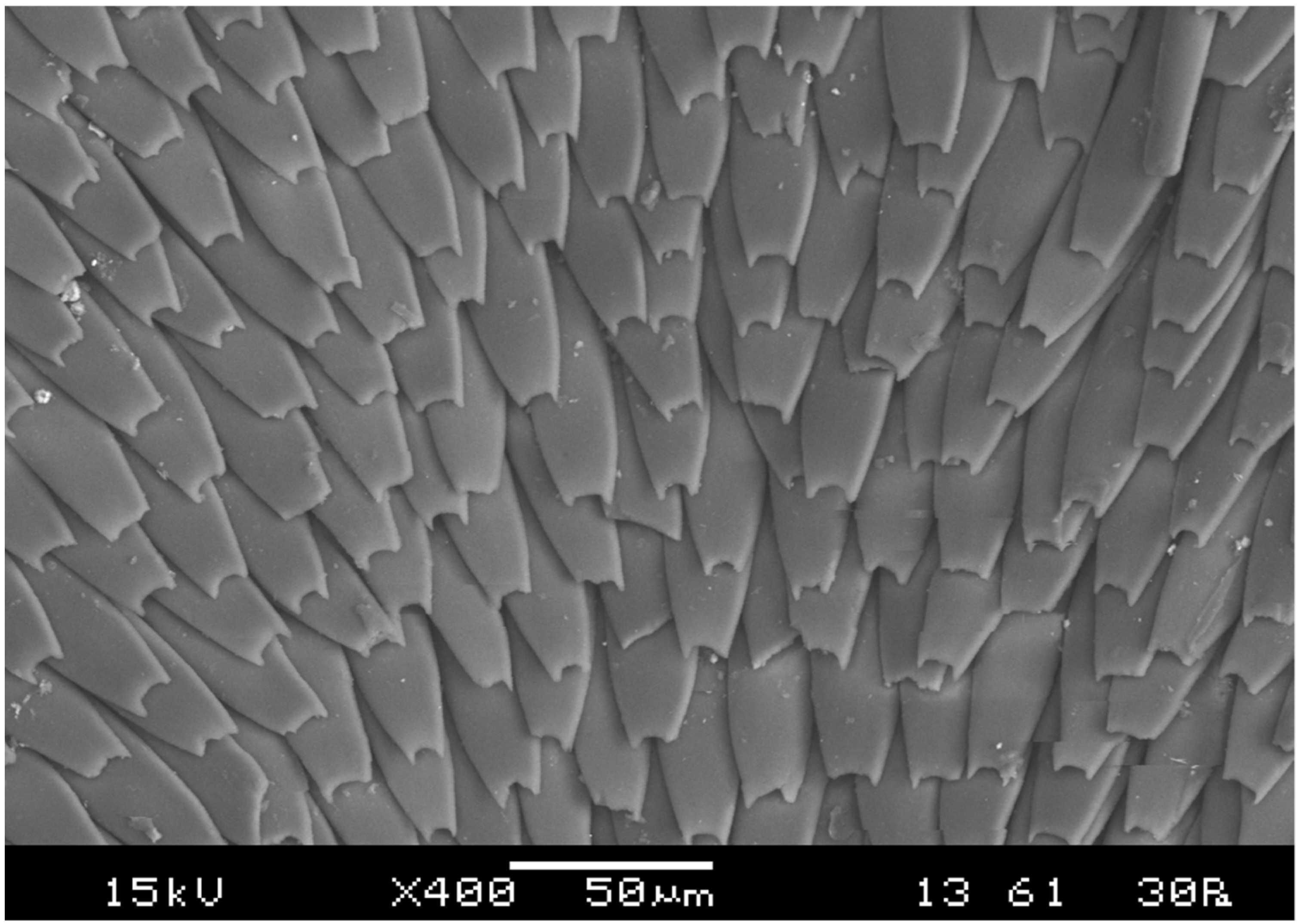 Insects 13 00046 g002