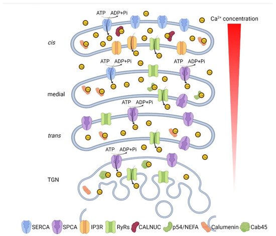Cells 11 00289 g001 550