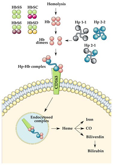 Genes 13 00144 g001 550