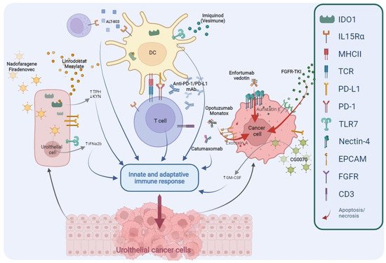 Cells 11 00357 g002 550