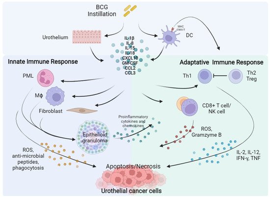 Cells 11 00357 g001 550