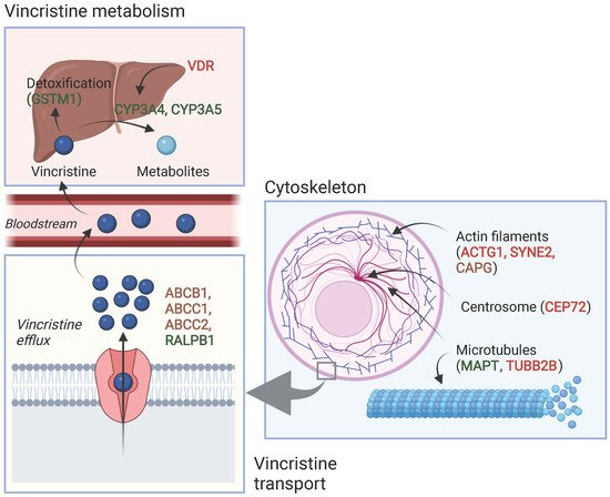 Cancers 14 00612 g002 550