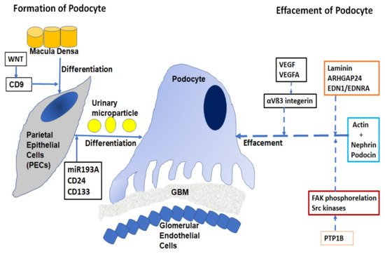 Ijms 22 09985 g001 550
