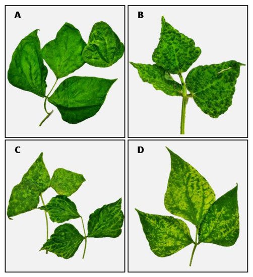 Plants 11 00779 g001 550