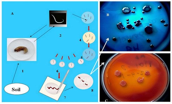 Pathogens 11 00342 g002 550