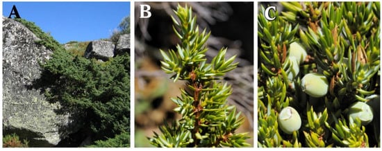 Ijms 23 03197 g001 550