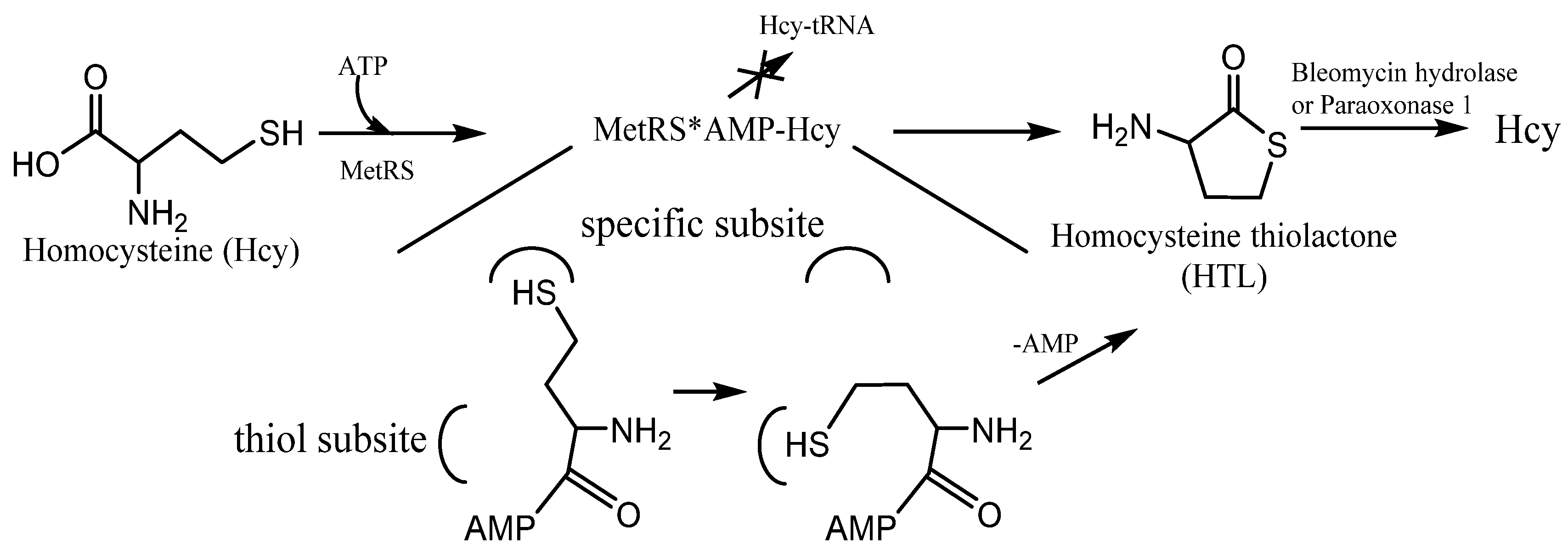 Encyclopedia 01 00037 g003