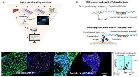 Cancers 14 01861 g003 550